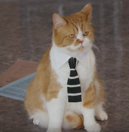 ワイモバイルCMで猫がつけてるネクタイが可愛い!価格や通販が気になる!